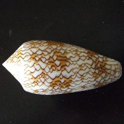 Young 'textile cone' (Conus textile), from the Western Pacific Island of Guam, U.S.A.