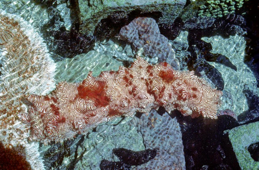 Sea Cucumbers (3 - 4 different species) in a Holding Tank, University of Guam Marine Laboratory, Mangilao, Guam