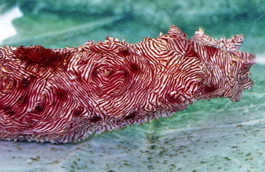 Sea Cucumber in Holding Tank at the University of Guam Marine Laboratory, Mangilao, Guam