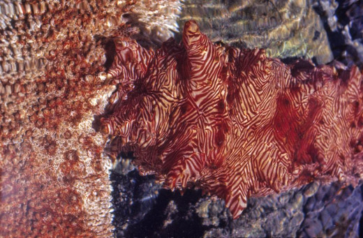 Close Up of Sea Cucumbers in Holding Tank, University of Guam Marine Laboratory, Mangilao, Guam