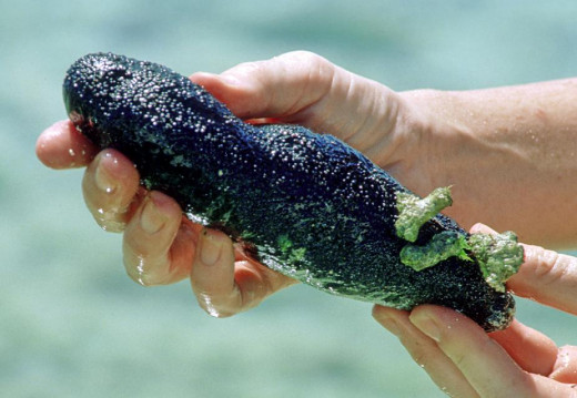 Common Black Sea Cucumber, Ipao Beach, Tumon Bay, Guam