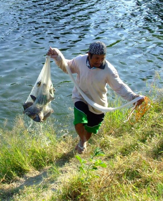Ready for Market - Caught in Net at Fish Farm Pond, Pampanga, Philippines