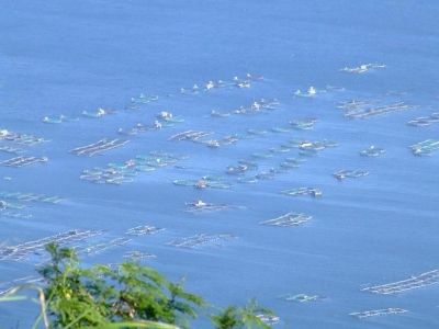 Another method for aquaculture -- fish pens in Lake Taal, as seen from Tagaytay City, Cavite Province, Philippines