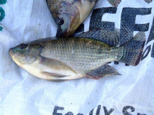 Tilapia can't get much fresher than this--these two just came out of the water!