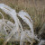 Grass, covered with ice. Grass, covered with ice.