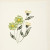 Pansy Flower Pansy Flower