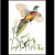 Pheasant Pheasant