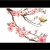 Humming Bird on Blossom Humming Bird on Blossom