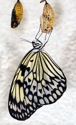 An emerging butterfly