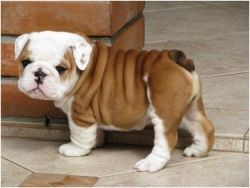 Photo credit by royalty free google images
