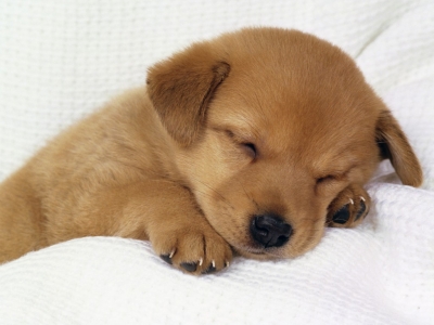 Cute puppy sleeping.  But watch out when they wake!
