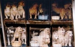 puppy mills