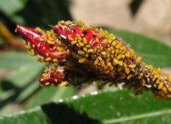 A colony of Aphis nerii on Oleander - Luis Fernández García