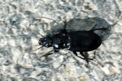 The ground beetle Pterostichus melanarius