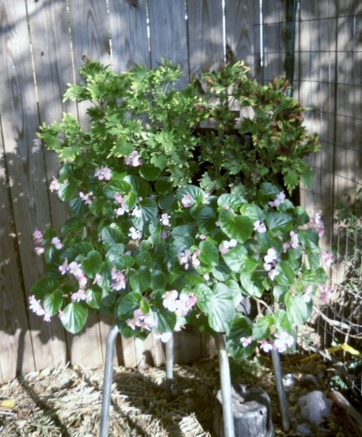 Recycled container planting by favored1