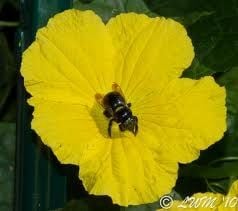 Bumblebee on luffa flower google images by butterfliesandwildlife