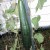 I grew these luffa plants to climb on a wire fence in several areas of my yard for the first time in 2011. Here they were almost ready to harvest.