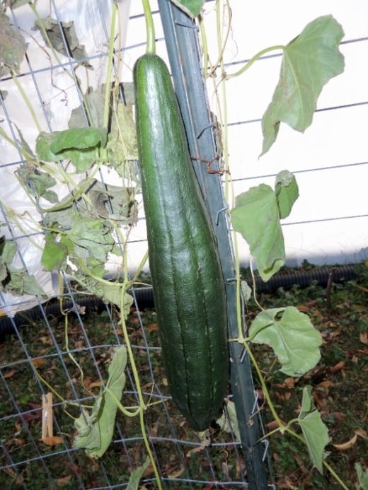 I grew these luffa plants to climb on a wire fence in several areas of my yard for the first time in 2011. Here they were almost ready to harvest.