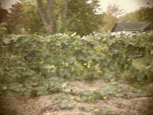 Luffa plants take off and will overtake anything around them. Sorry about the blurriness.