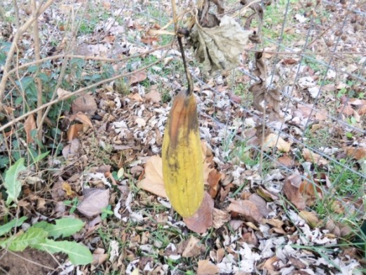 This luffa was about to be harvested when the frost hit. You can see it was turning brown at the top.