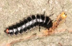The larva of Callosoma sycophanta eating a caterpillar.