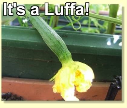 The luffa/gourd begins to form from the base of the flower. (Photo google images by blogstoday)