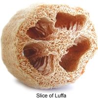 Cut into 1 inch pieces to use as is or flatten the luffa and cut into desired lengths. Watch the video. (Photo google images by Davesgarden)