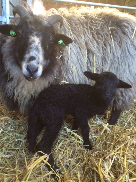 Black and White ewe with black lamb
