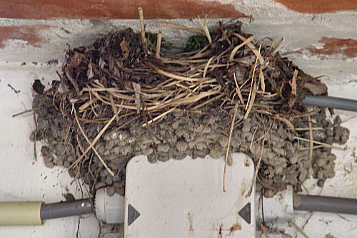 Swallow nest confiscated by Wrens