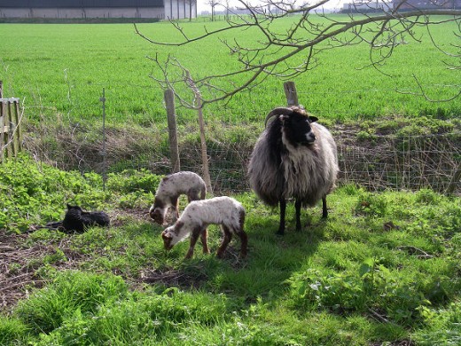 Keeping an eye on the lambs