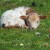 Little lamb chilling in the meadow