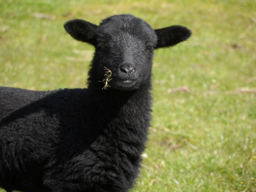 Black female lamb
