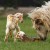 Newly born twin lambs