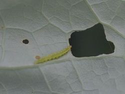 Young caterpillar of the diamond back moth 