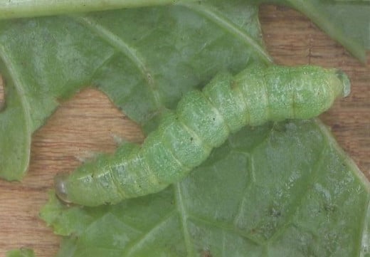 A fully grown larva