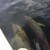 Dolphins at play 'Down the Islands' off of Trinidad Dolphins at play 'Down the Islands' off of Trinidad