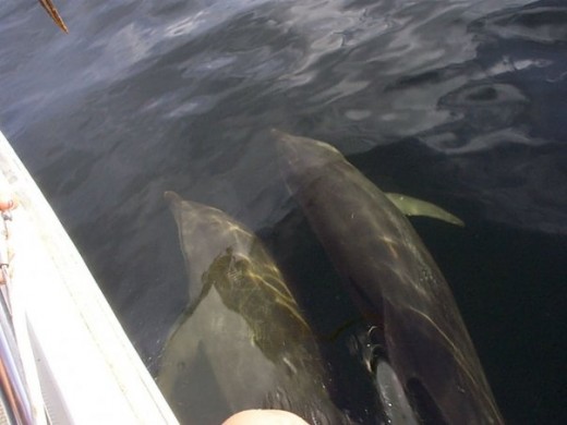 Dolphins at play 'Down the Islands' off of Trinidad
