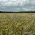 Cornflowers in wheat field Cornflowers in wheat field
