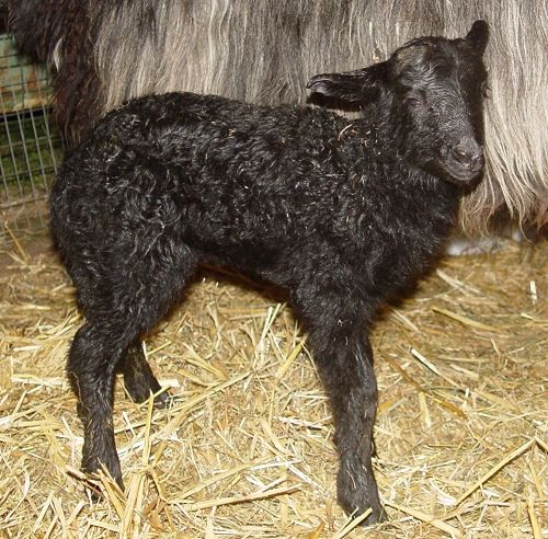 Drenthe Heath Sheep lamb