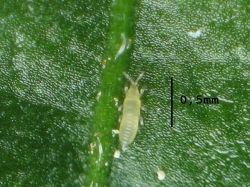 A thrips nymph