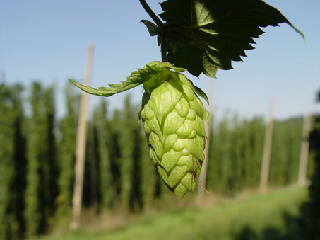 A large hop cone in its natural habitat. (image from: blog.mlive.com)