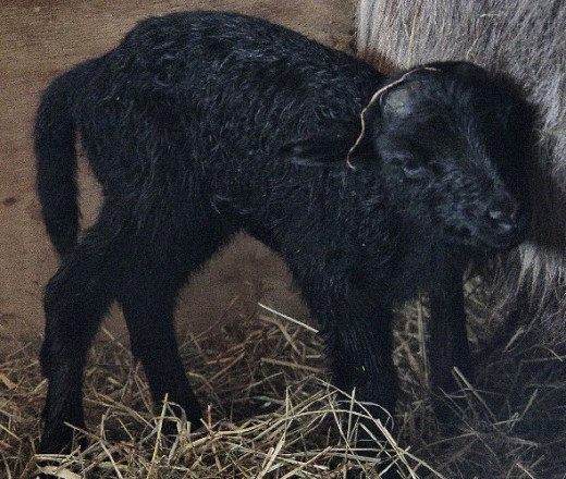 Newborn black lamb