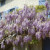 Wisteria in France at Le Moulin Wisteria in France at Le Moulin