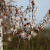Plum Blossom Le Moulin Plum Blossom Le Moulin
