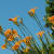 Day Lily's Day Lily's