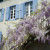 The wisteria in springtime The wisteria in springtime