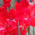 Gladiola France Gladiola France