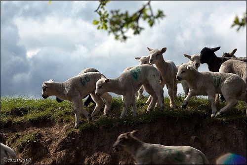 Spring Lambs