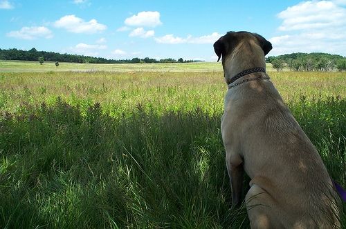 Spring Dog Walking