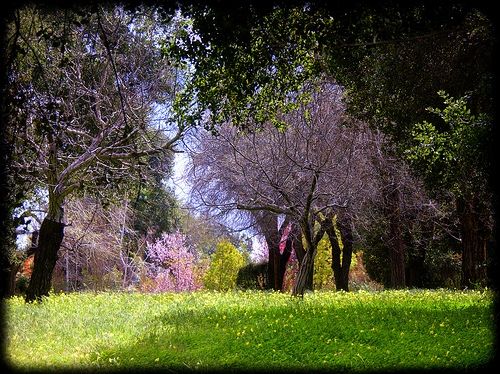 Spring Nature